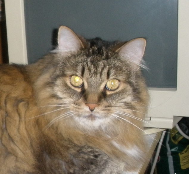 pic of Phoenix